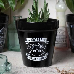 Alchemy Gothic GPP3 Plant Pot: Catnip